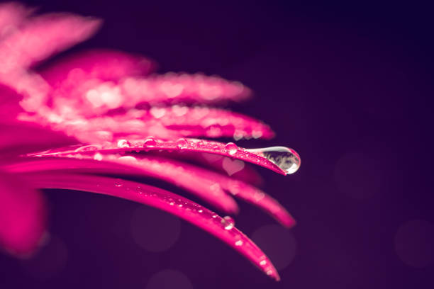 istock Gerbera flower with drops - heart shaped bokeh 1455778443