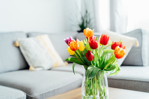 Vase of fresh tulips on the coffee table with blurred background of modern cozy light living room with gray couch sofa, graphic cushions and green plants. Open space home interior design. Copy space.