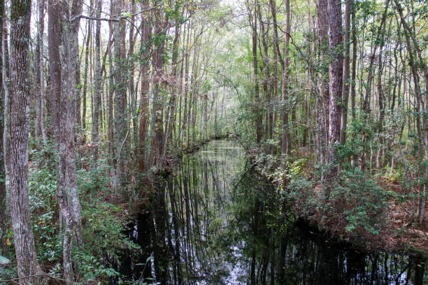 istock Blackwater Swamp Canal in Southeast Georgia 1455778933