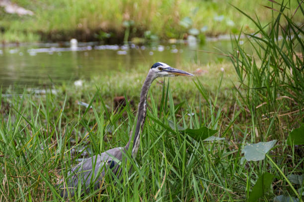 Heron in San Jose Del Cabo estuary- close-up