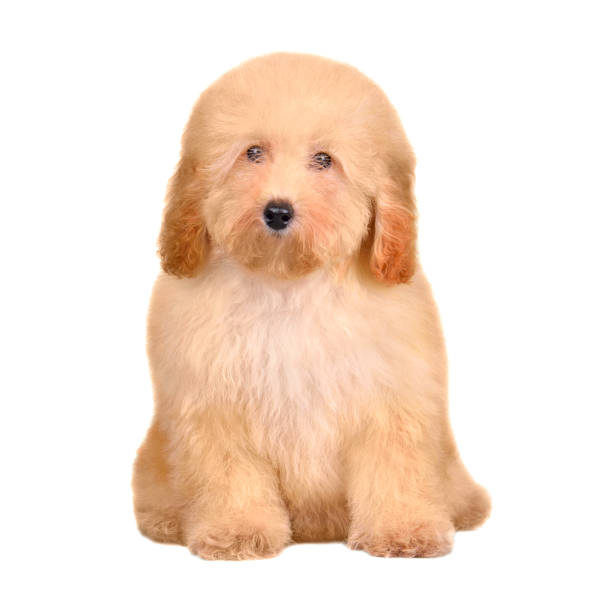 istock Apricot cute maltipu puppy 1455779012