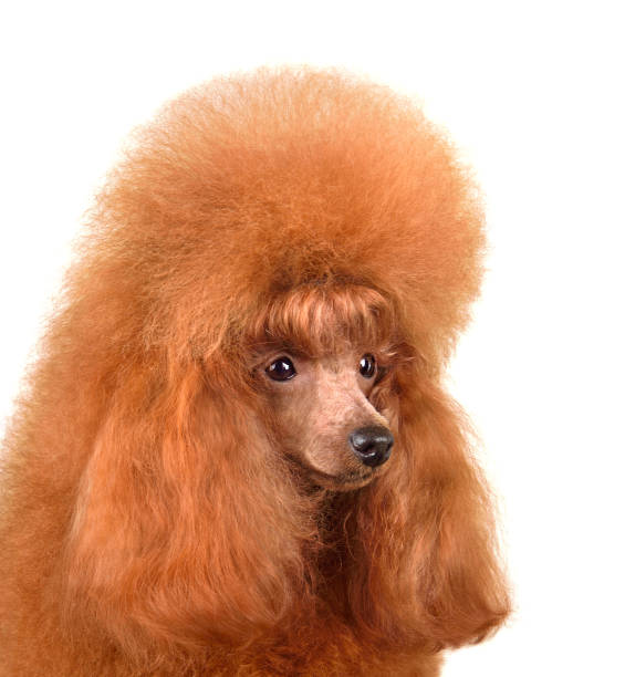 istock Apricot toy poodle 1455779017