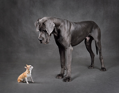 Perros pequeños y grandes de pie cara a cara photo