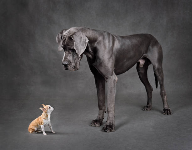 cani di piccola e grande taglia in piedi faccia a faccia - orecchie grandi foto e immagini stock