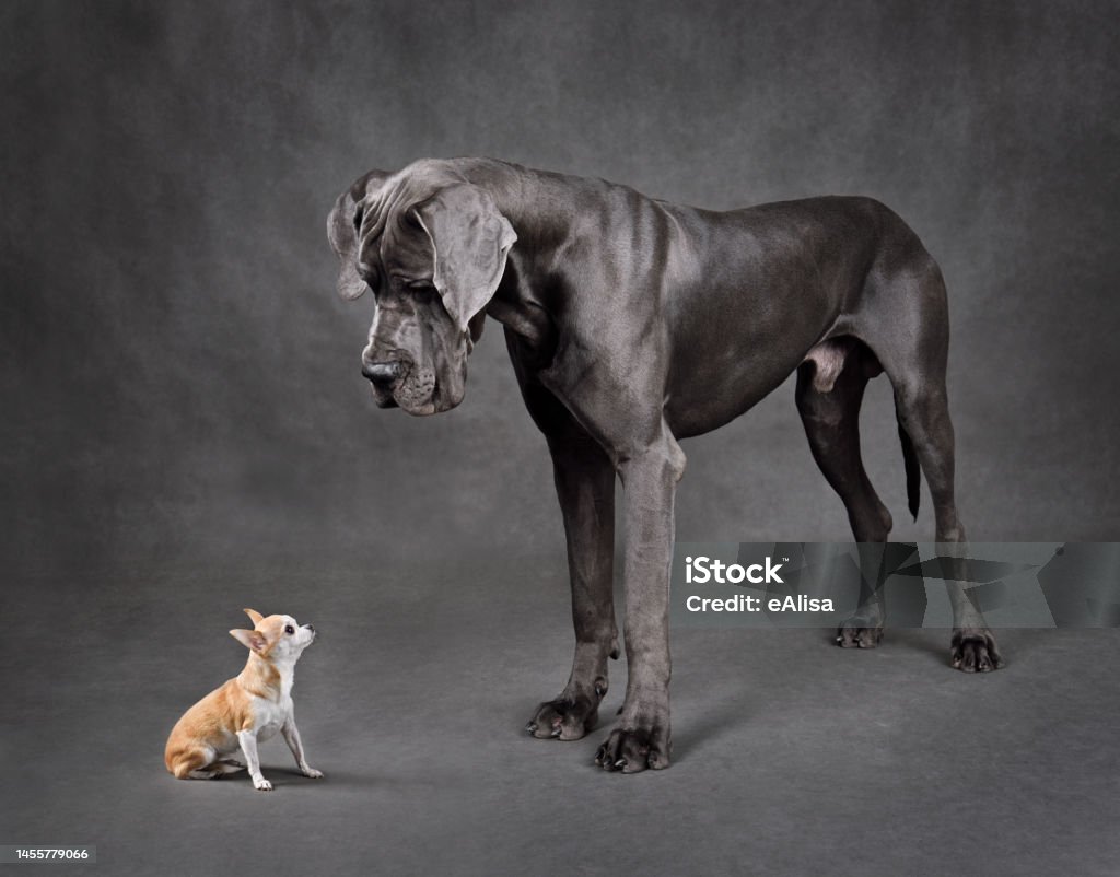 Small and large dogs standing face to face Great Dane and chihuahua dog looking to each other on a gray background Large Stock Photo