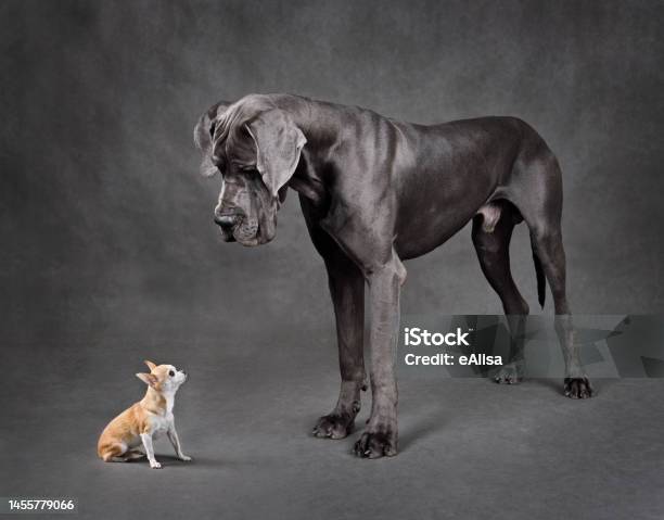 Small And Large Dogs Standing Face To Face Stock Photo - Download Image Now - Large, Small, Dog