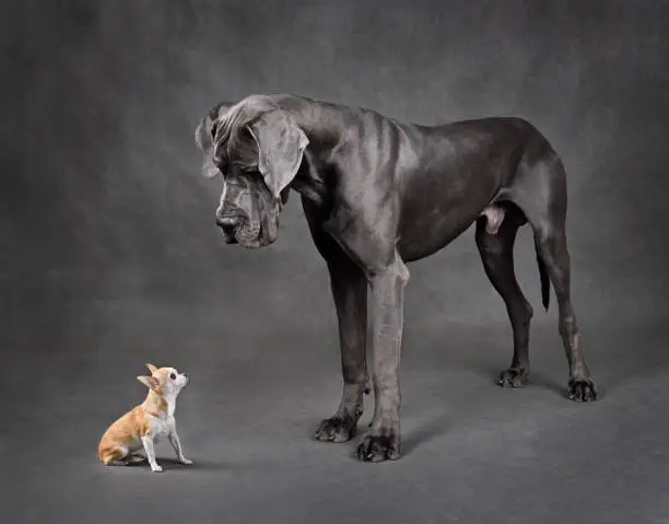 Great Dane and chihuahua dog looking to each other on a gray background
