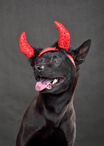 dog in red horns - devil dogs imagens e fotografias de stock