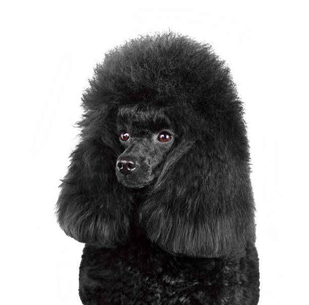 istock Portrait of beautiful black poodle 1455779238