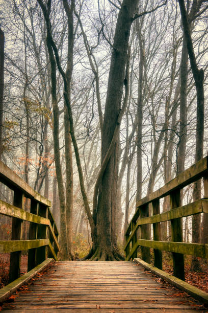 istock Lake Benson Park Footbridge 1455780108
