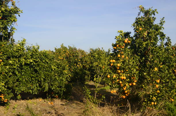 istock Orange plantations. Citrus harvest. Trees with oranges against the blue sky 1455781383