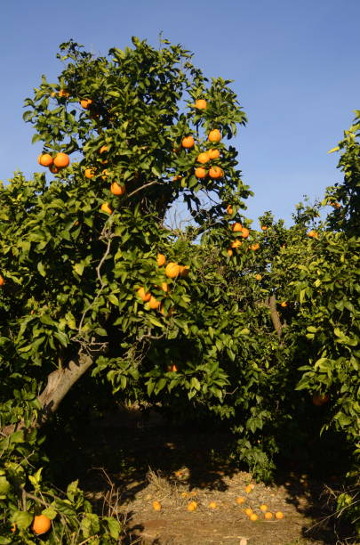 istock Orange plantations. Citrus harvest. Trees with oranges against the blue sky 1455781423