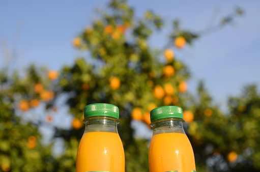 Fresh orange juice in no label clear plastic bottle with a green cap   against the backdrop of a garden with orange trees. Citrus juice on an orange plantation. Concept: no preservatives,freshly squeezed