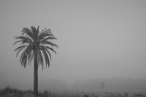 A big palm tree under fog, calm and mysterious