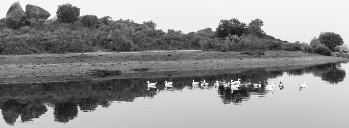 Landscape with ducks in the natural area of the Barruecos. Extremadura. Spain.