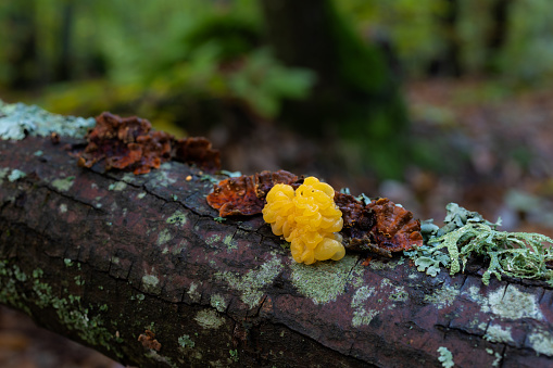 Nice fungus that grows on dead wood. Photographed in a chestnut forest.