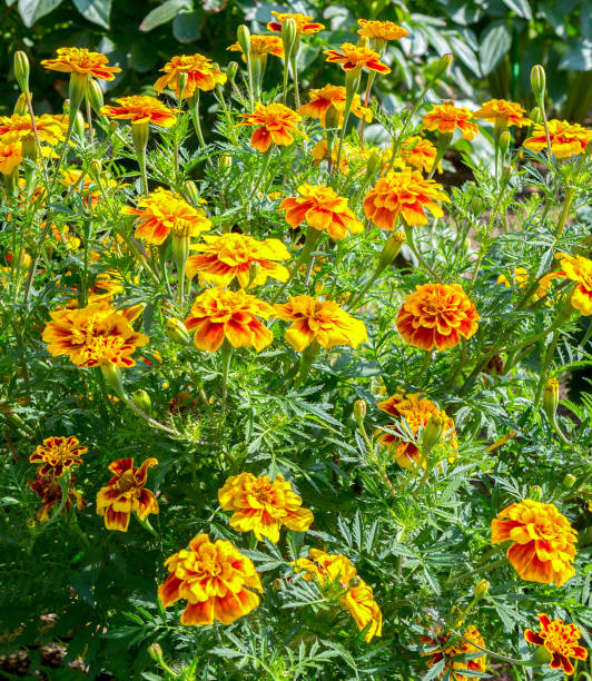 istock Flowers in meadow in summer. 1455783314
