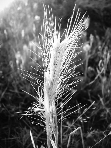 istock close up of wheat 1455783416