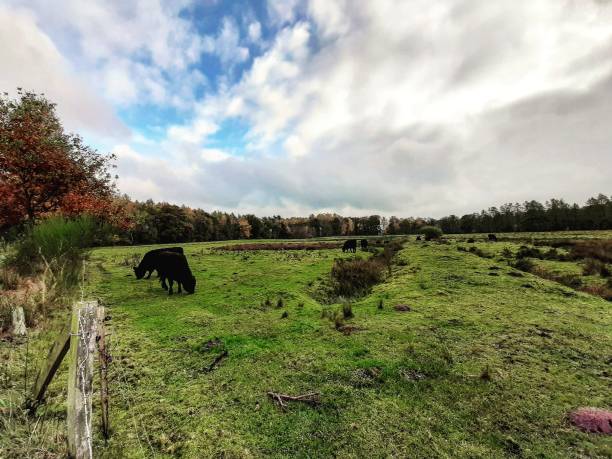 istock Beautiful sky with white clouds above the green field with grazing cattle. 1455783421