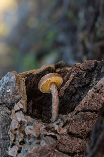 Fungus growing in wood.