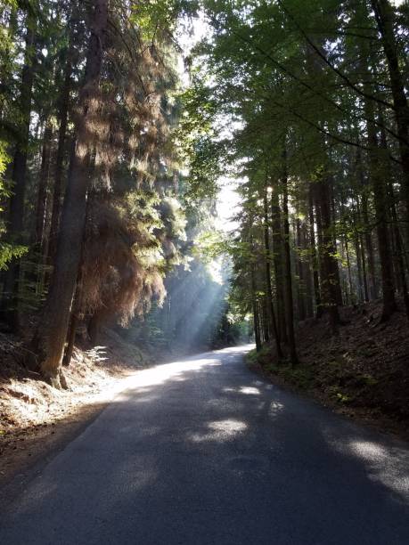 istock Empty road in the forest surrounded by green vegetation. 1455784087
