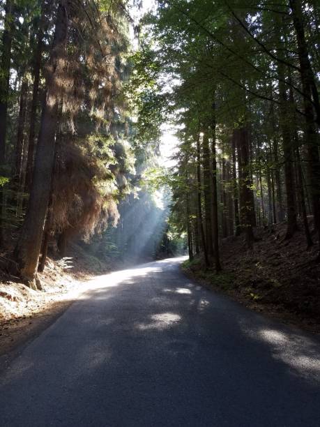 istock Empty road in the forest surrounded by green vegetation. 1455784096