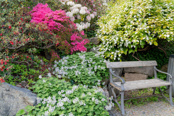 istock Botanical park. Bench in the park. Overall plan. 1455784541