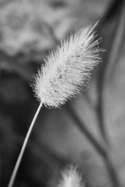 close up of a dandelion