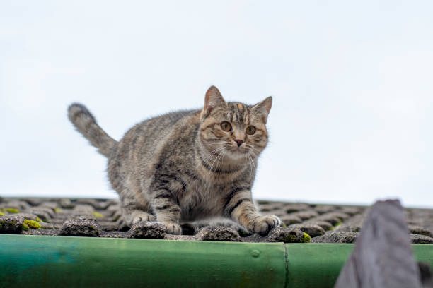 istock Cute grey stripped cat ready to jump from  the old tiled roof. 1455786322