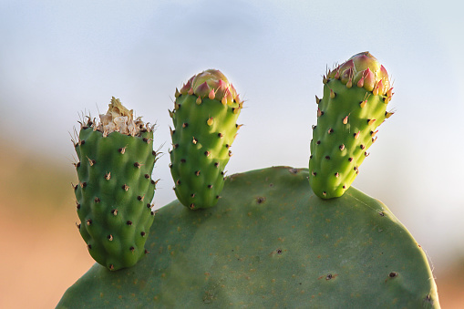 Prickly Pear