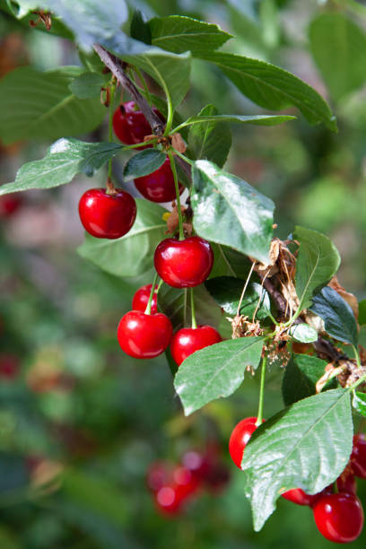 group of ripe red cherries hanging on a green branch stock photo