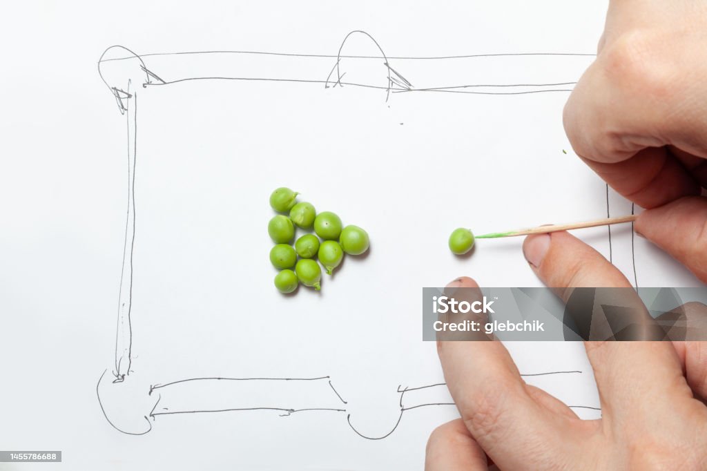 Cheerful billiards from green peas Green pea kernels in the form of a pyramid for playing billiards. The billiard table is drawn in a primitive style. Fingers imitate hitting the ball with a wooden toothpick Imitation Stock Photo