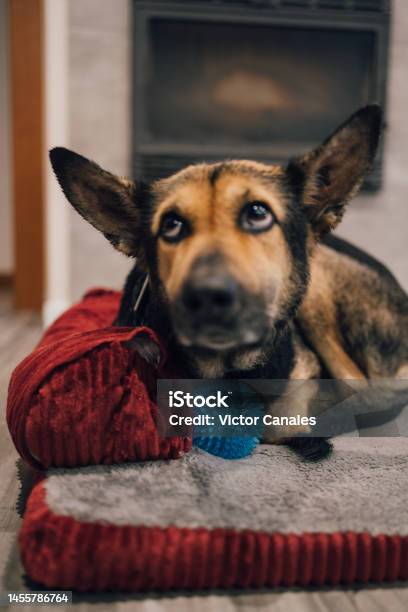 Funny Portrait Of Submissive Blurred Dog Lying On His Confortable Beautiful Bed With Blue Ball Toy Leering Up At Home Selective Focus Stock Photo - Download Image Now