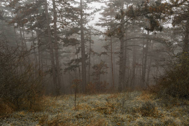 Grassy hillside with a forest on a foggy day