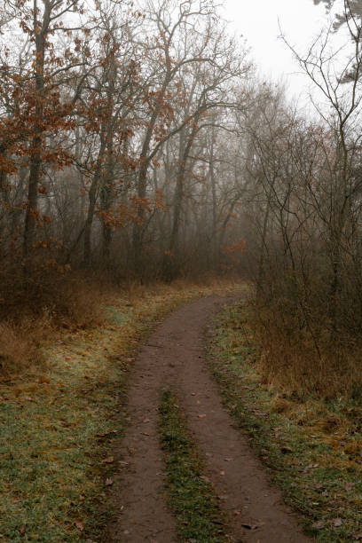 istock Footpath in the forest on a foggy day 1455787617