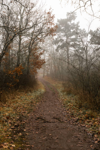 istock Footpath in the forest on a foggy day 1455787622