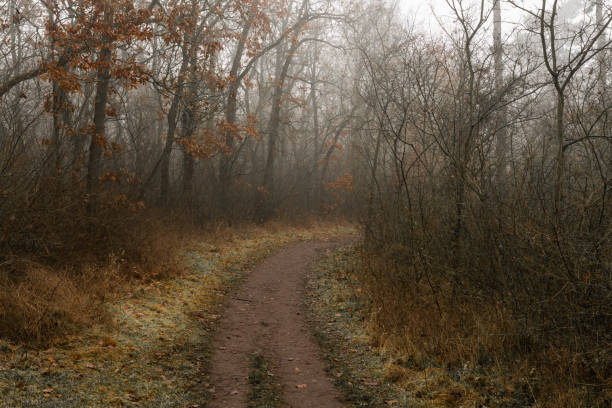 istock Footpath in the forest on a foggy day 1455787632