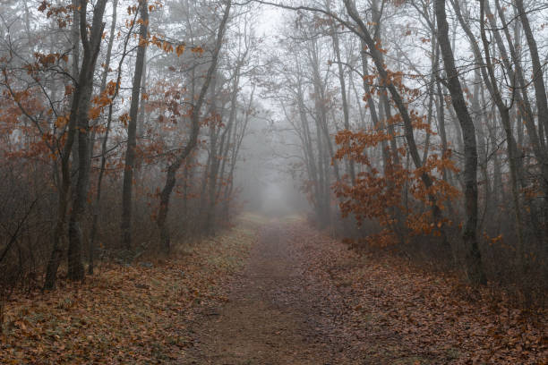 istock Footpath in the forest on a foggy day 1455787638
