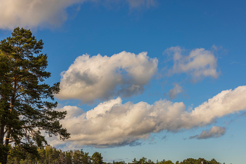 Beautiful view of puffy white clouds in blue sky over tops of green forest trees. Sweden.