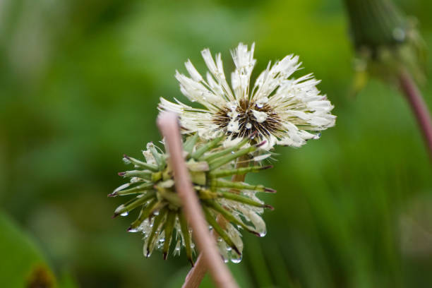 Close up of a wet dandelions during spring