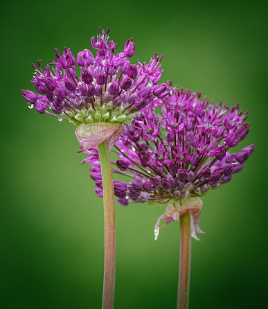 Close-up of purple flowering plantd against green background