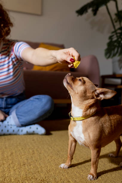 istock Funny dog at home 1455791621