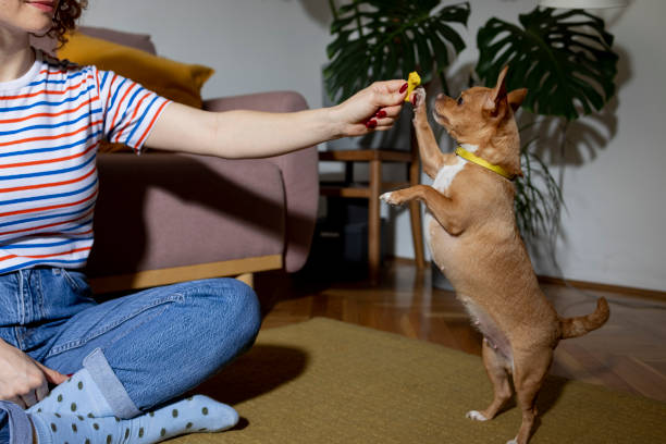istock Playtime with dog best friend 1455791634