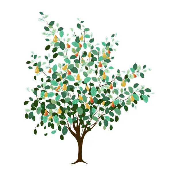 Vector illustration of Pear tree with ripe fruits and green leaves. Vector illustration isolated on white background.