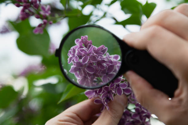 Blooming lilac branch under magnifying glass stock photo