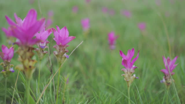 Curcuma sessilis with mist in the morning at Pa Hin Ngam national park