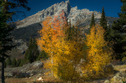 The colors of the fall seasom embrace the diverse landscape of the Teton Mountain Range