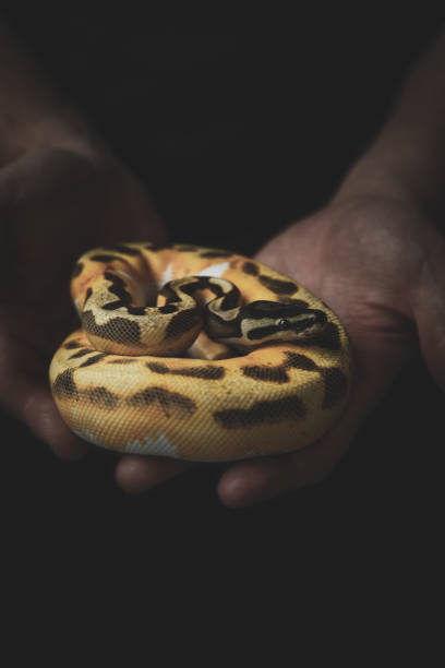 istock Closeup shot of snakes 1455796590
