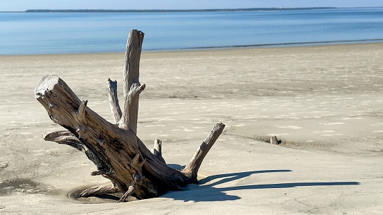 Dead tree on a beach at sunshine, Banda Aceh, Indonesia
