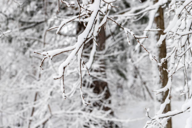 Tree branches covered with snow in park or forest in winter